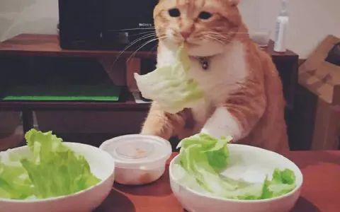 他痴迷于测体重每天称重十几次测量食物和排泄物发现了“空气”的重量(图3)