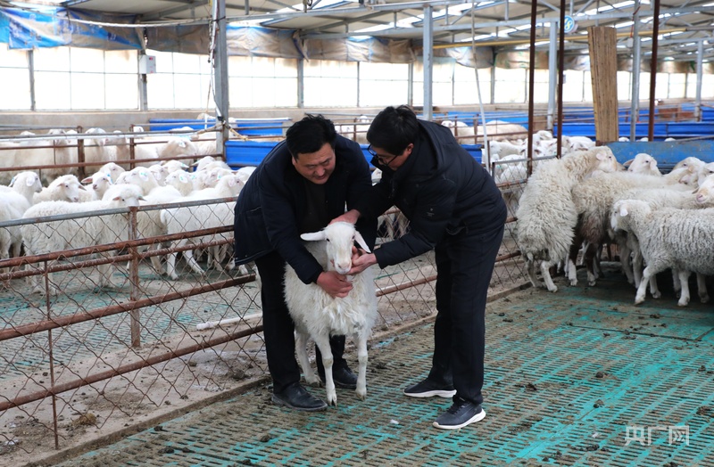 高质量发展看中国｜甘肃环县：王庄村的“羊”光大道(图1)