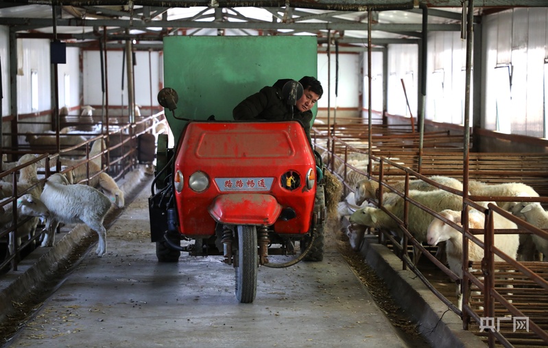 高质量发展看中国｜甘肃环县：王庄村的“羊”光大道(图4)