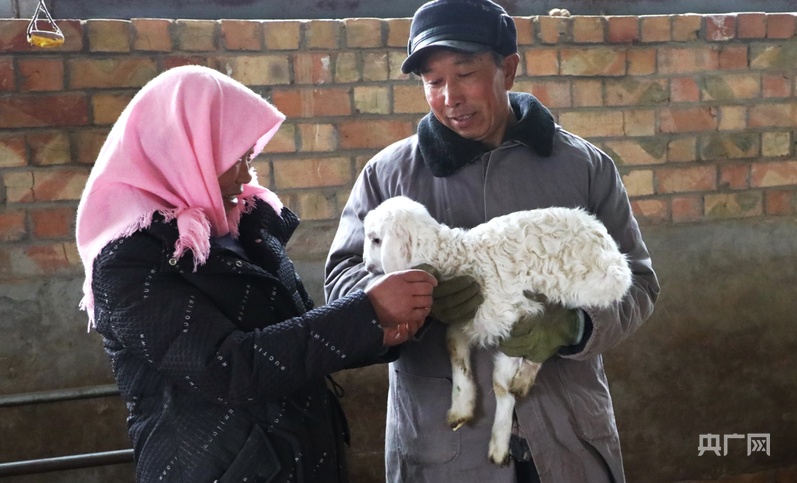 高质量发展看中国｜甘肃环县：王庄村的“羊”光大道(图6)