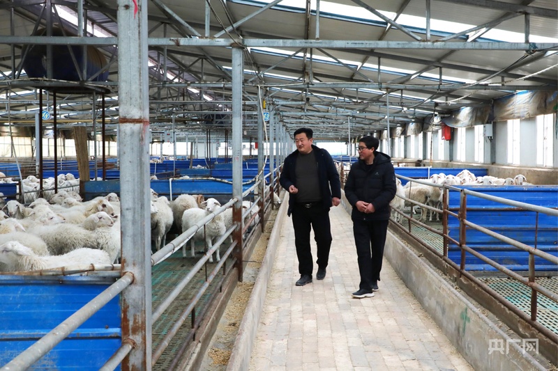 高质量发展看中国｜甘肃环县：王庄村的“羊”光大道(图5)