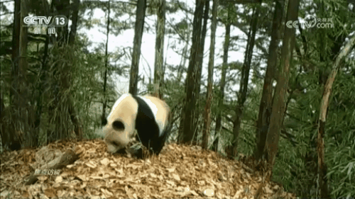 焦点访谈|生物多样性助力我国经济高质量发展(图6)