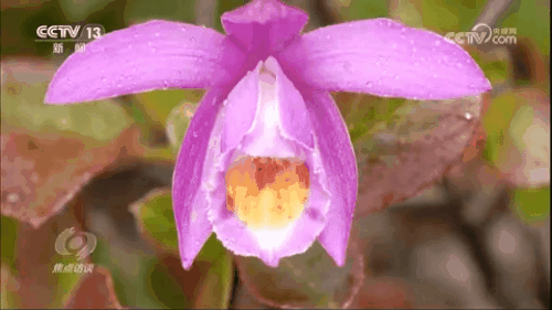 焦点访谈|生物多样性助力我国经济高质量发展(图14)