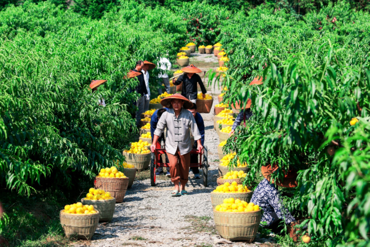在井冈山上“种”科技——科技部帮扶谱写老区振兴新篇章(图1)