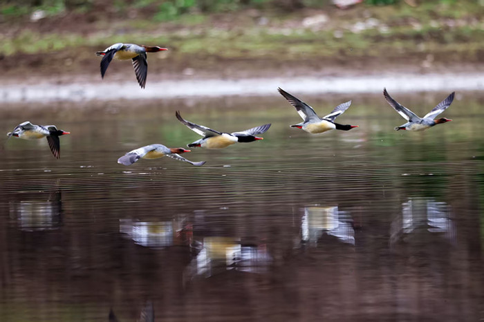 278只“鸟中大熊猫”的安徽越冬记黄山学院团队用坚守交出江淮生态高分答卷(图1)