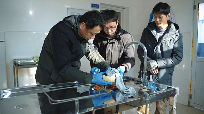 278只“鸟中大熊猫”的安徽越冬记黄山学院团队用坚守交出江淮生态高分答卷(图2)