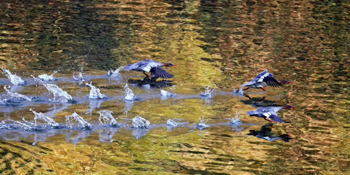 278只“鸟中大熊猫”的安徽越冬记黄山学院团队用坚守交出江淮生态高分答卷(图6)