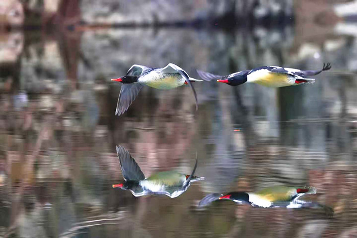 278只“鸟中大熊猫”的安徽越冬记黄山学院团队用坚守交出江淮生态高分答卷(图7)
