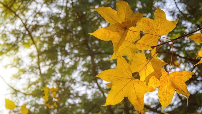 2024年成人高考本周末开考这些注意事项你必须知道!大象网盟(图2)