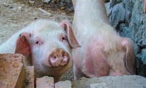 教育行业市场深度调研报告2024(图6)