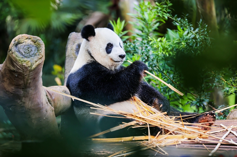 “五一”假期将至海南推出多元旅游产品与暖心服务迎八方游客(图3)